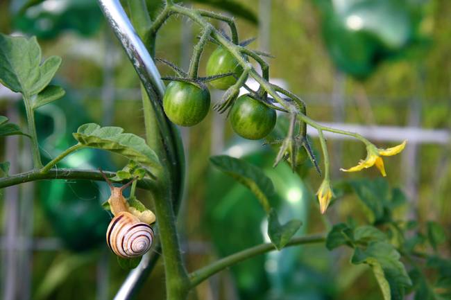 Schnecke 01