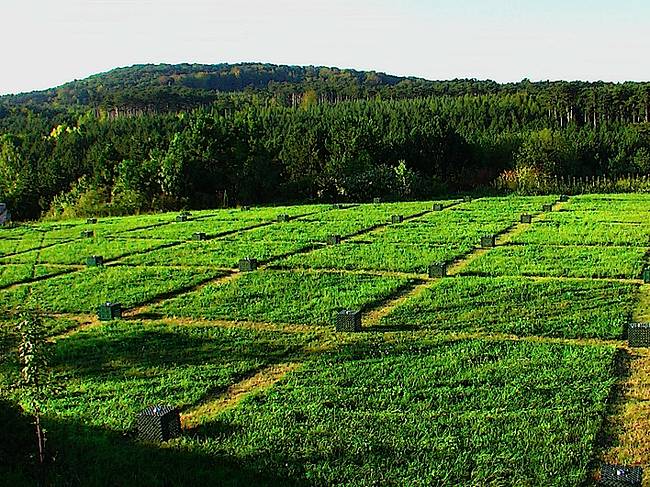 Criadero de Larvas 01