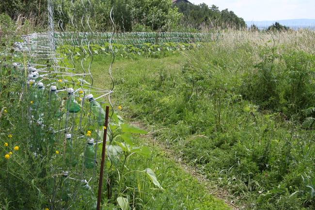 Girasoles