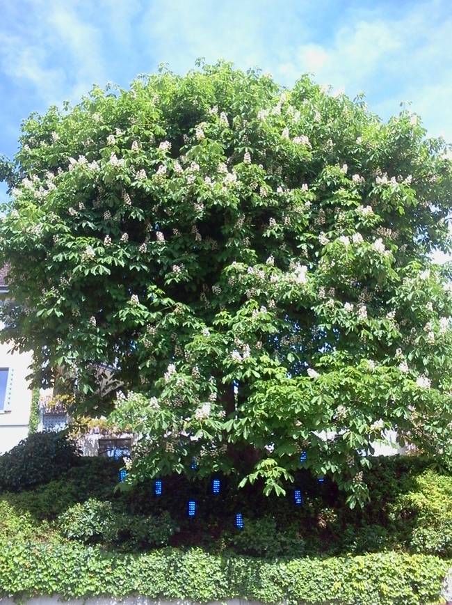 Flor cuántica azul